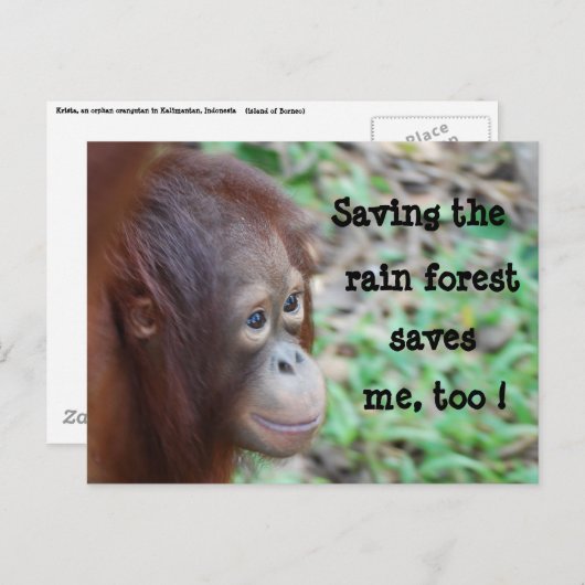 Postkarte rett Wildtiere und Regenwald (Vorne/Hinten)