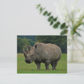 Postkarte Rhinoceros (Stehend Vorderseite)