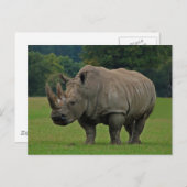 Postkarte Rhinoceros (Vorne/Hinten)