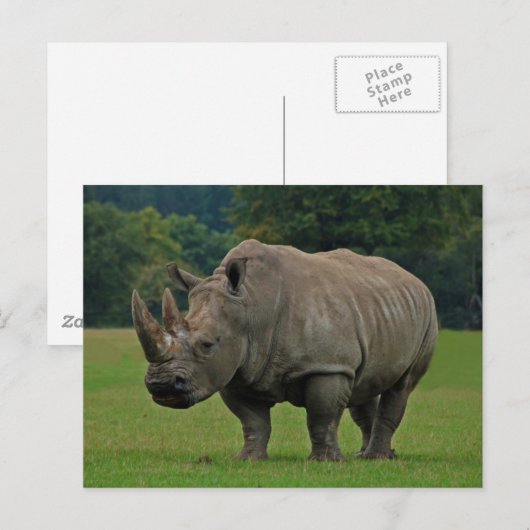 Postkarte Rhinoceros (Vorne/Hinten)