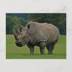 Postkarte Rhinoceros