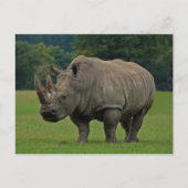 Postkarte Rhinoceros (Vorderseite)
