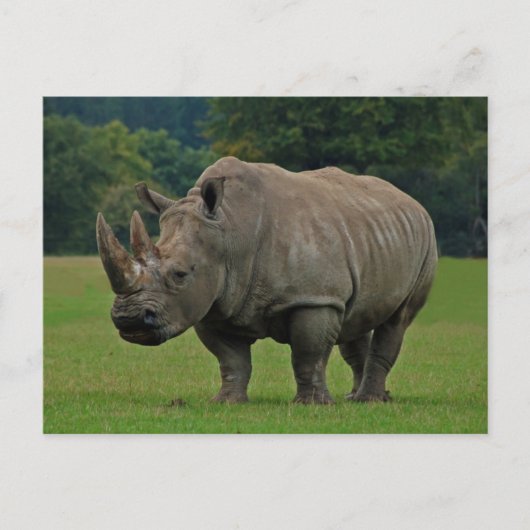 Postkarte Rhinoceros (Vorderseite)