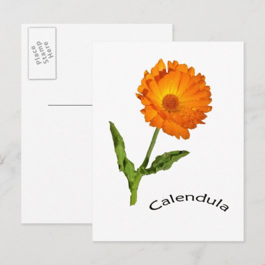 Postkarte - Ringelblume (Vorne/Hinten)