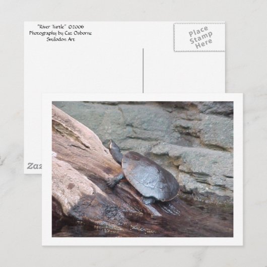 Postkarte "River Turtle" (Vorne/Hinten)