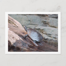 Postkarte "River Turtle"