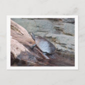 Postkarte "River Turtle" (Vorderseite)