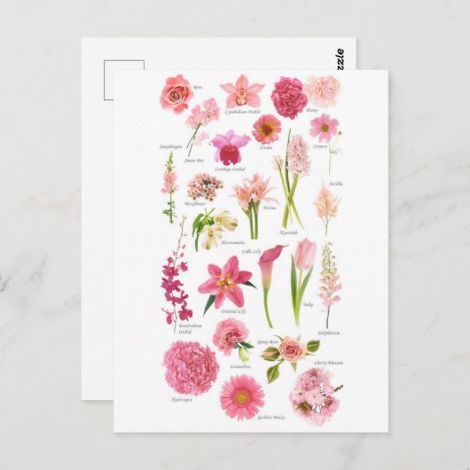 Postkarte Rosa Blumen (Vorne/Hinten)