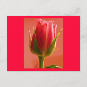 Postkarte "Rosa Delight II" - individuell einstell