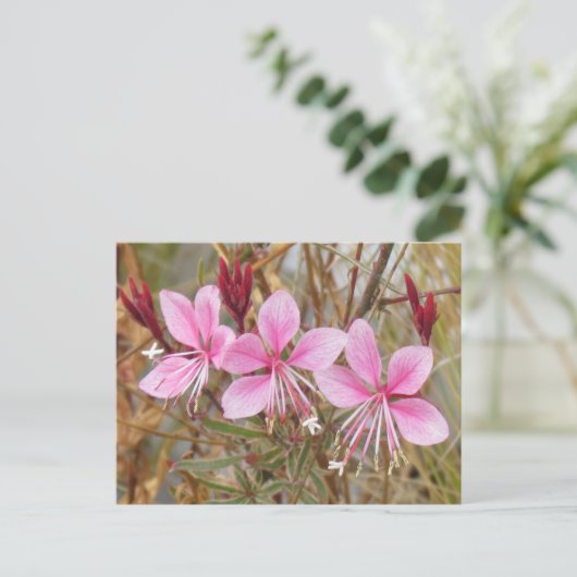 Postkarte - Rosa Guara (Stehend Vorderseite)