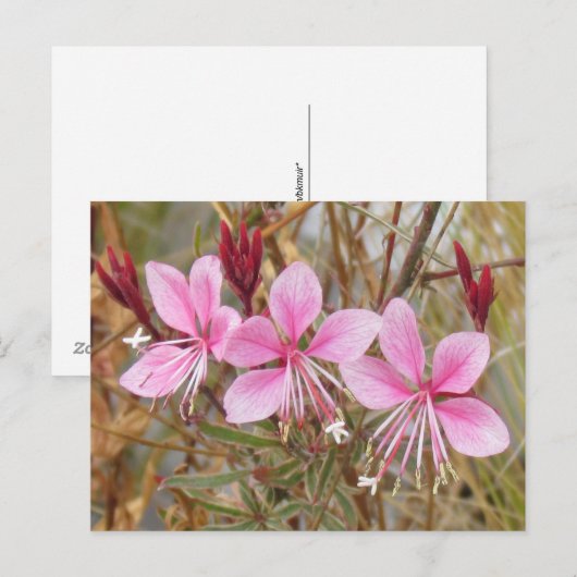 Postkarte - Rosa Guara (Vorne/Hinten)