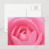 Postkarte Rosa Kamelien (Vorne/Hinten)