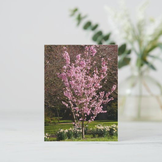 Postkarte Rosa Kirschbaum (Stehend Vorderseite)