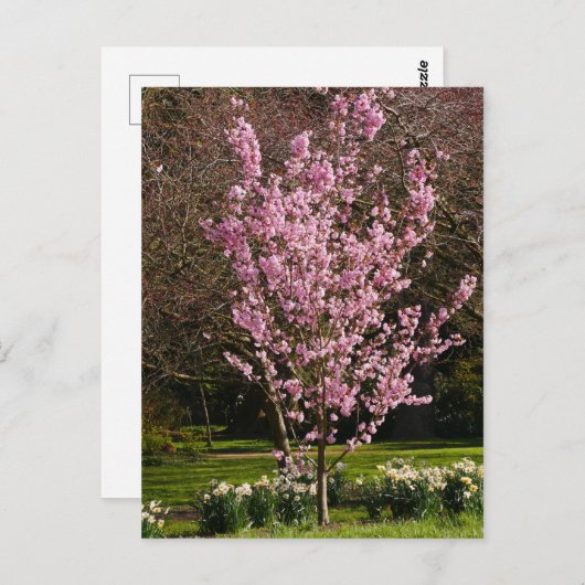 Postkarte Rosa Kirschbaum (Vorne/Hinten)