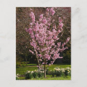Postkarte Rosa Kirschbaum (Vorderseite)