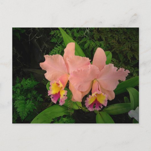 Postkarte: Rosa Orchideen Postkarte (Vorderseite)