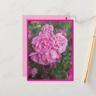 Postkarte rosa Rose