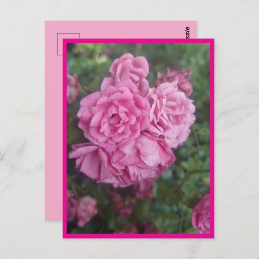 Postkarte rosa Rose (Vorne/Hinten)