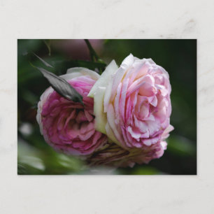 Postkarte Rosa Rosen - Errötendes Duett
