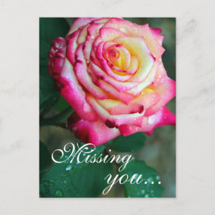 Postkarte/Rosa und Weiße Rose Postkarte