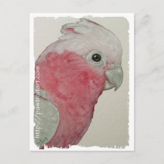 Postkarte - Rose Brustkakadu