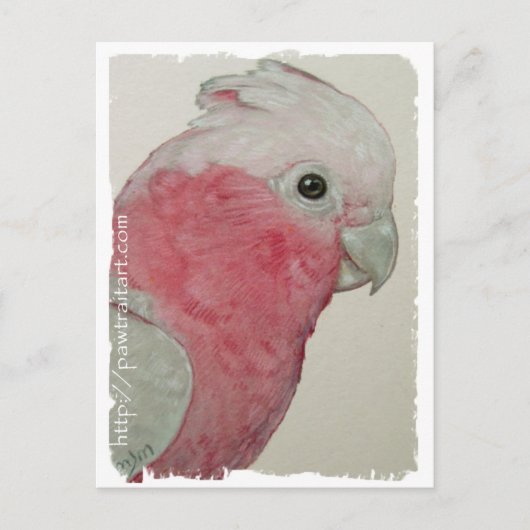 Postkarte - Rose Brustkakadu (Vorderseite)