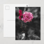 Postkarte - Rosentöne der Hingabe (Vorne/Hinten)