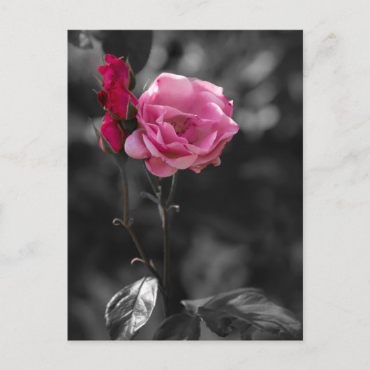 Postkarte - Rosentöne der Hingabe (Vorderseite)