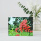 Postkarte: Rote Blume Postkarte (Stehend Vorderseite)