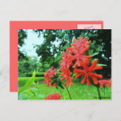 Postkarte: Rote Blume Postkarte (Vorne/Hinten)
