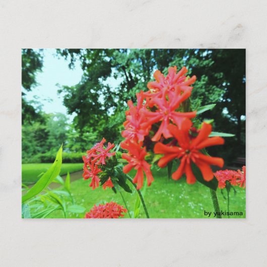 Postkarte: Rote Blume Postkarte (Vorderseite)