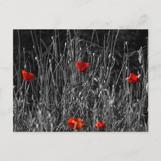 Postkarte - Rote Einsamkeit Mohn (Vorderseite)