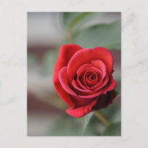 Postkarte Rote Rose Eleganz Fotografie