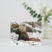Postkarte - roter Panda 2 (Stehend Vorderseite)