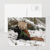 Postkarte - roter Panda 2 (Vorne/Hinten)