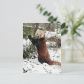 Postkarte - roter Panda 3 (Stehend Vorderseite)