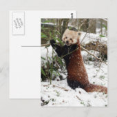 Postkarte - roter Panda 3 (Vorne/Hinten)