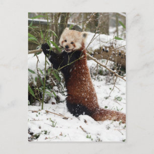 Postkarte - roter Panda 3