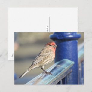 Postkarte - Roter Spatz auf blauem Zaun