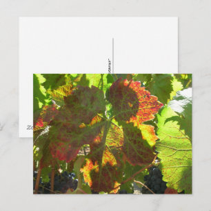 Postkarte - Rotes Weinblatt am Weinstock