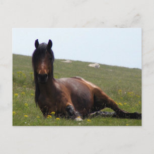 Postkarte, ruhendes Pferd Postkarte