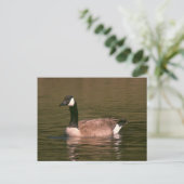 Postkarte - Ruhige Gans (Stehend Vorderseite)