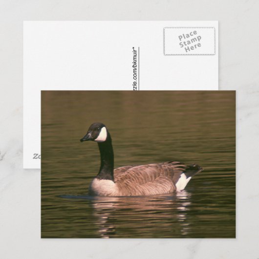 Postkarte - Ruhige Gans (Vorne/Hinten)
