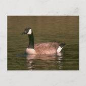 Postkarte - Ruhige Gans (Vorderseite)