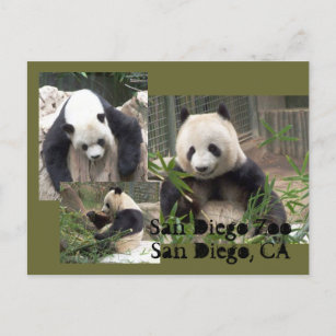 Postkarte San Diego Zoo