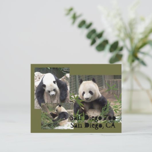 Postkarte San Diego Zoo (Stehend Vorderseite)