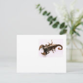 Postkarte Scaremail (Skorpion) (Stehend Vorderseite)