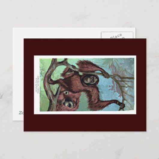 Postkarte - Schimpanse (Vorne/Hinten)