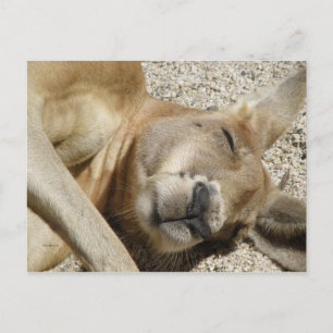 Postkarte Schlafendes Känguru QLD Australien