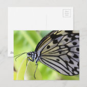 Postkarte/Schmetterling mit Papier Postkarte (Vorne/Hinten)